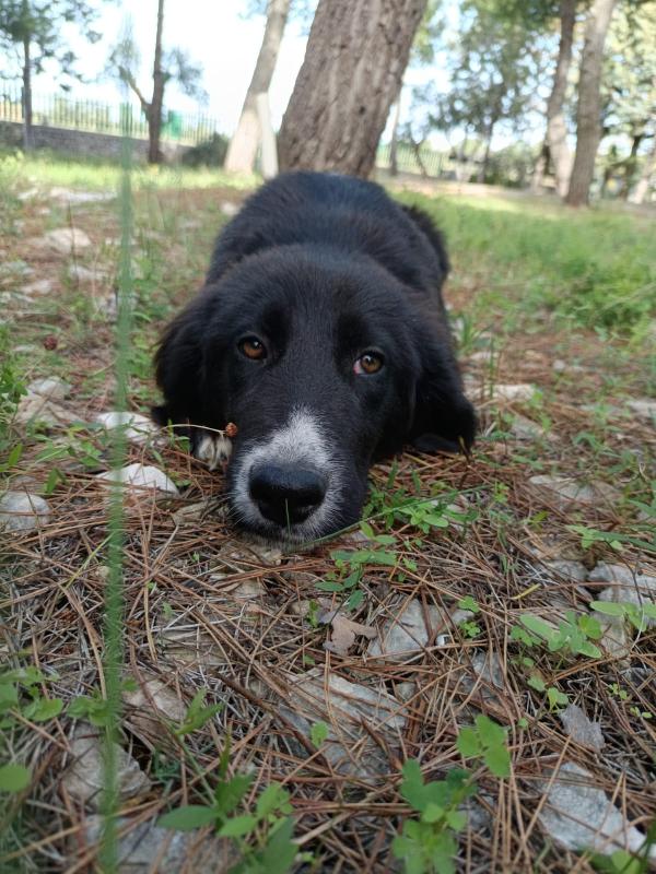 Cucciola da sogno taglia media Foto 6